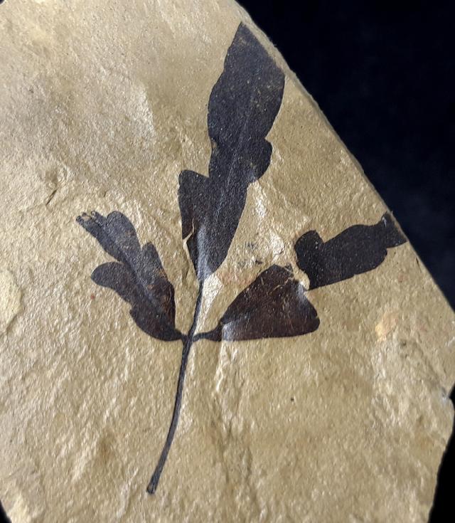 Cardiospermum coloradensis (KNOWLTON 1923) - Bild © FossNet FossilienStore